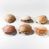 〈札幌市中央卸売市場から直送〉北海道の旬のおまかせ鮮魚セット 貝３種 10kg